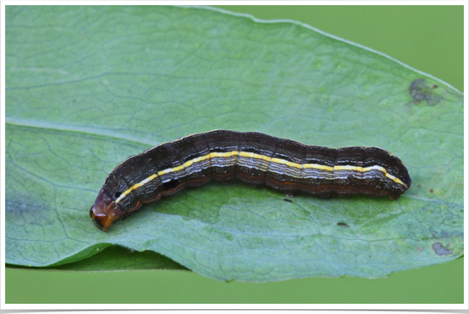 Spodoptera ornithogalli
Yellow-striped Armyworm
Pickens County, Alabama